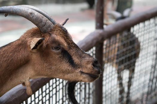 Goats head,Young goats are eating vegetable,little goats are in a small open-air wooden stable at garden goat farm.travel,tourism