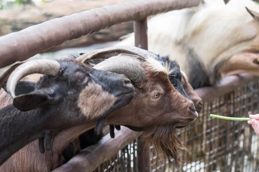 Goats head,Young goats are eating vegetable,little goats are in a small open-air wooden stable at garden goat farm.travel,tourism