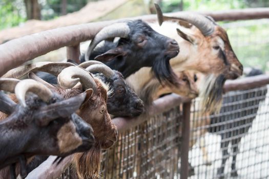 Goats head,Young goats are eating vegetable,little goats are in a small open-air wooden stable at garden goat farm.travel,tourism