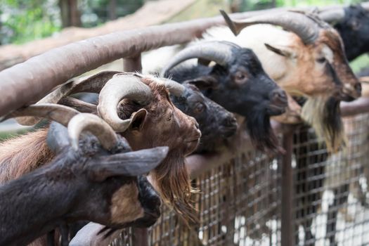 Goats head,Young goats are eating vegetable,little goats are in a small open-air wooden stable at garden goat farm.travel,tourism