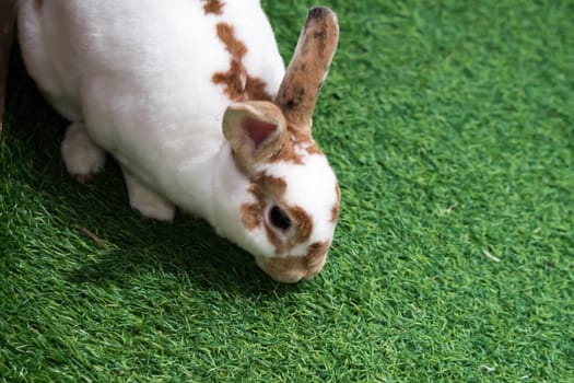 Little rabbit on green grass in summer day. Cute white rabbit with brown spots.