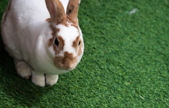 Little rabbit on green grass in summer day. Cute white rabbit with brown spots.