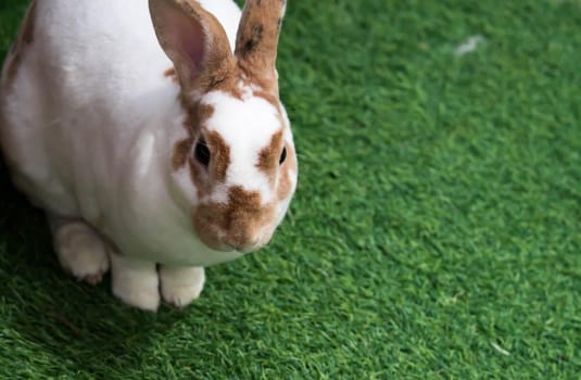 Little rabbit on green grass in summer day. Cute white rabbit with brown spots.