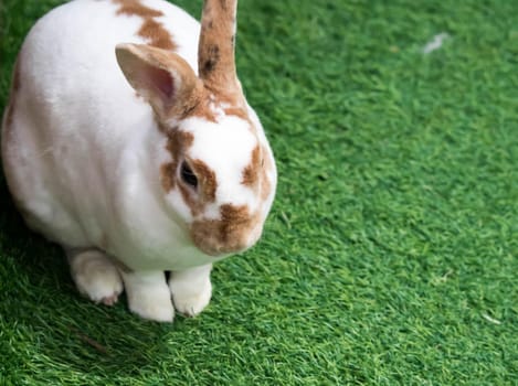 Little rabbit on green grass in summer day. Cute white rabbit with brown spots.
