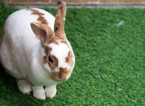 Little rabbit on green grass in summer day. Cute white rabbit with brown spots.