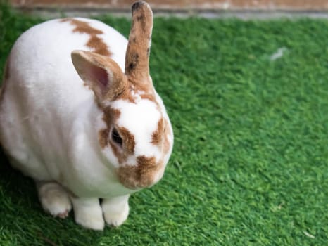 Little rabbit on green grass in summer day. Cute white rabbit with brown spots.