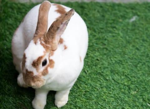 Little rabbit on green grass in summer day. Cute white rabbit with brown spots.