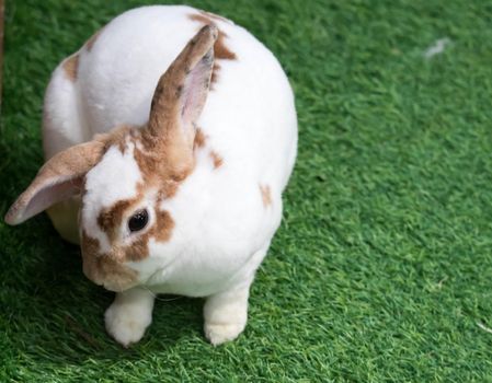 Little rabbit on green grass in summer day. Cute white rabbit with brown spots.