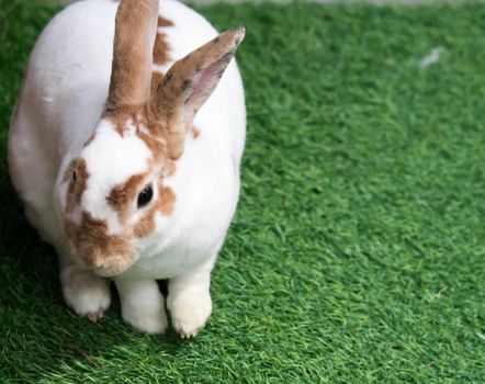 Little rabbit on green grass in summer day. Cute white rabbit with brown spots.