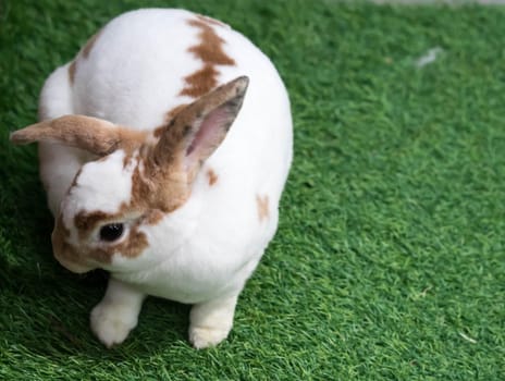 Little rabbit on green grass in summer day. Cute white rabbit with brown spots.
