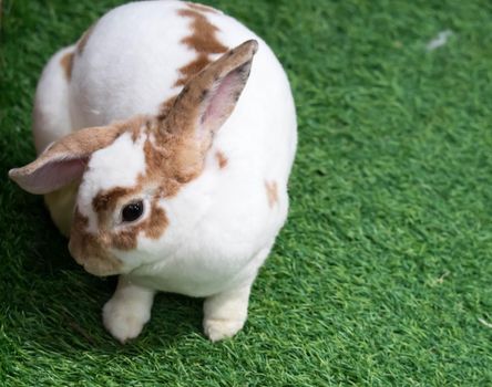 Little rabbit on green grass in summer day. Cute white rabbit with brown spots.