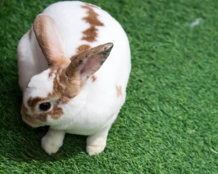Little rabbit on green grass in summer day. Cute white rabbit with brown spots.
