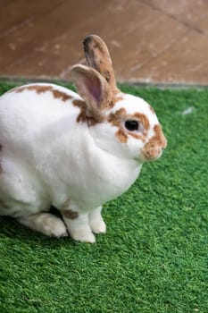 Little rabbit on green grass in summer day. Cute white rabbit with brown spots.