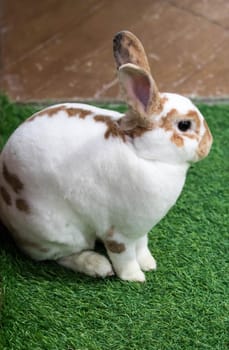 Little rabbit on green grass in summer day. Cute white rabbit with brown spots.