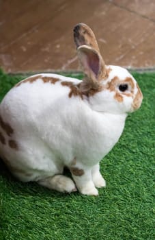Little rabbit on green grass in summer day. Cute white rabbit with brown spots.