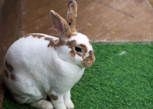 Little rabbit on green grass in summer day. Cute white rabbit with brown spots.
