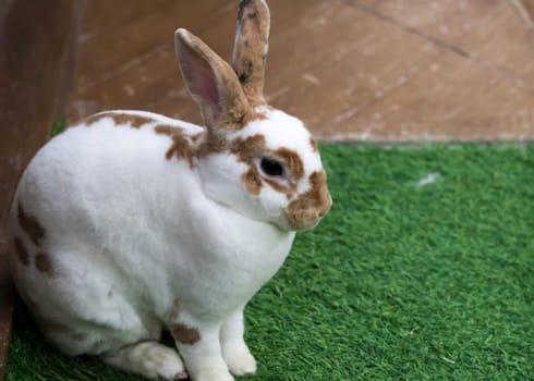 Little rabbit on green grass in summer day. Cute white rabbit with brown spots.