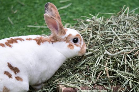 Little rabbit on green grass in summer day. Cute white rabbit with brown spots.