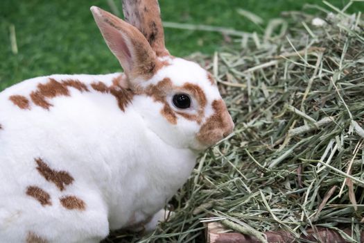 Little rabbit on green grass in summer day. Cute white rabbit with brown spots.