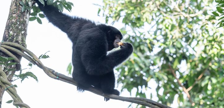 The siamang is an arboreal black-furred gibbon native to the forests of Indonesia, Malaysia and Thailand. The largest of the gibbons, the siamang can be twice the size of other gibbons