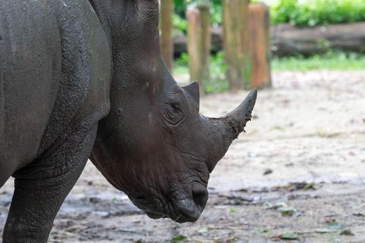 White rhinoceros, Diceros simus, single mammal head shot.