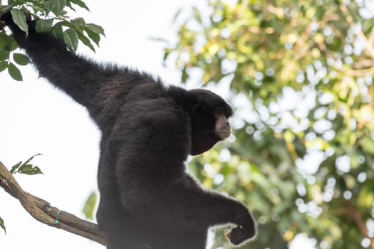 The siamang is an arboreal black-furred gibbon native to the forests of Indonesia, Malaysia and Thailand. The largest of the gibbons, the siamang can be twice the size of other gibbons