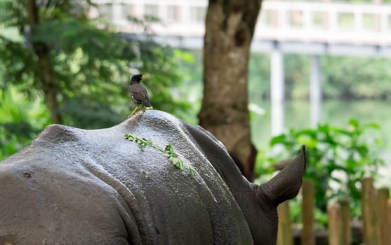 bird standing on the back of a white Rhinoceros