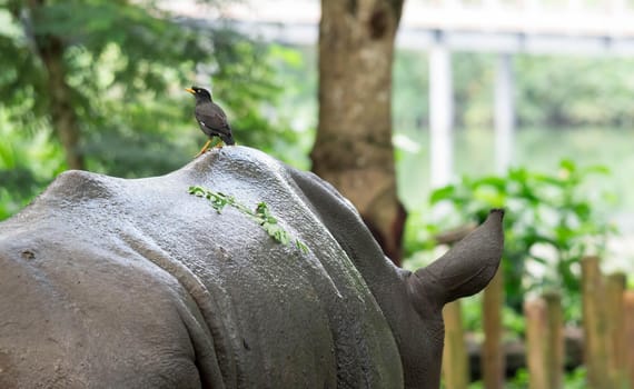 bird standing on the back of a white Rhinoceros