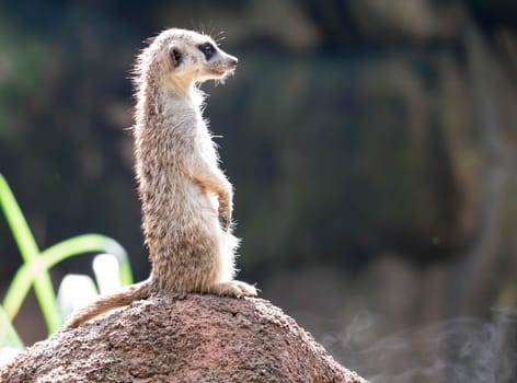 curious meerkat standing on the rock in the wild.