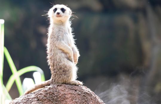curious meerkat standing on the rock in the wild.
