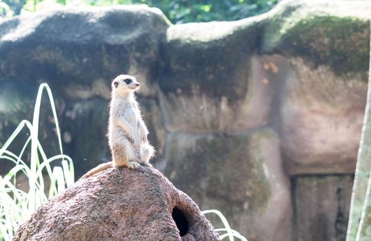 curious meerkat standing on the rock in the wild.