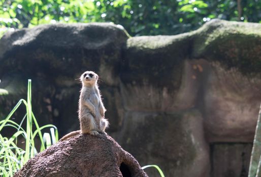 curious meerkat standing on the rock in the wild.