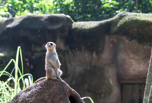 curious meerkat standing on the rock in the wild.