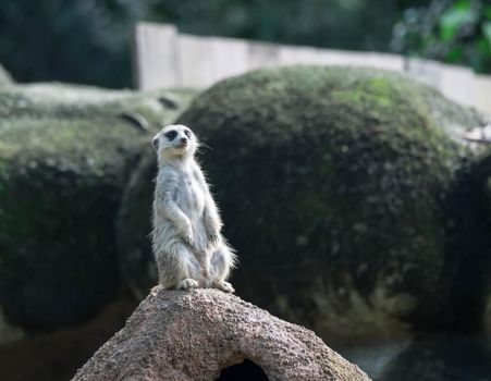 curious meerkat standing on the rock in the wild.