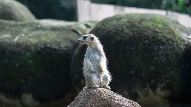 curious meerkat standing on the rock in the wild.
