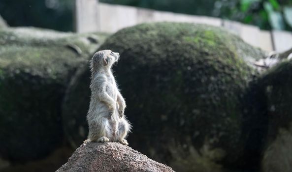 curious meerkat standing on the rock in the wild.