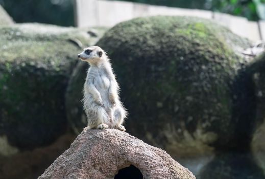 curious meerkat standing on the rock in the wild.