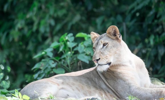 female African Lion or lioness (Panthera leo) resting on top of a grass