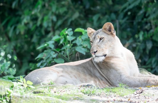 female African Lion or lioness (Panthera leo) resting on top of a grass
