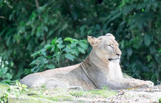 female African Lion or lioness (Panthera leo) resting on top of a grass