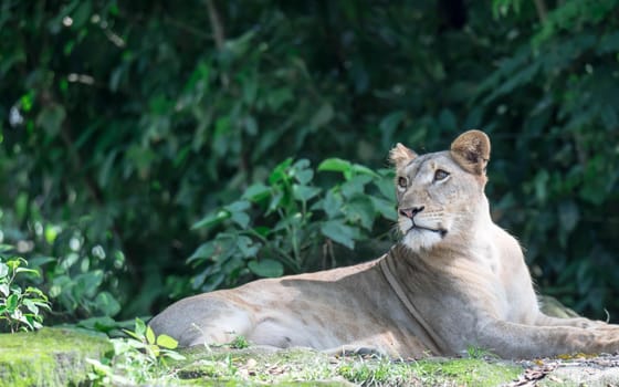 female African Lion or lioness (Panthera leo) resting on top of a grass