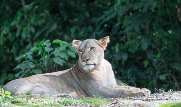 female African Lion or lioness (Panthera leo) resting on top of a grass