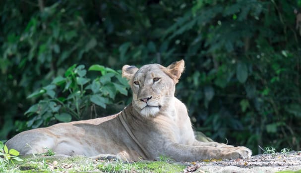 female African Lion or lioness (Panthera leo) resting on top of a grass