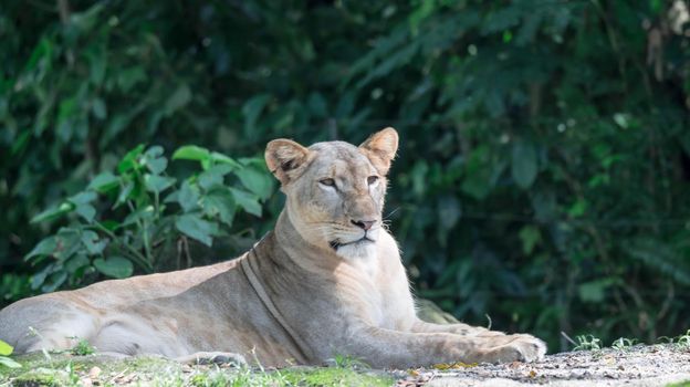 female African Lion or lioness (Panthera leo) resting on top of a grass