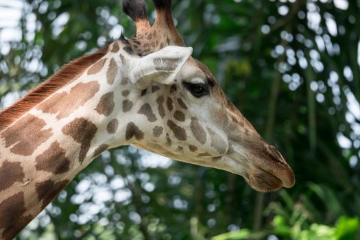 Front on view of a giraffe against green foliage and blue sky background
