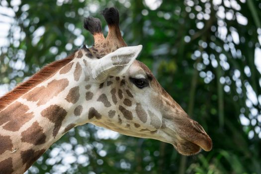 Front on view of a giraffe against green foliage and blue sky background