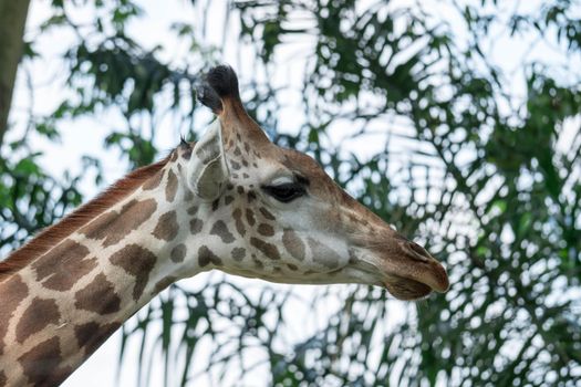 Front on view of a giraffe against green foliage and blue sky background