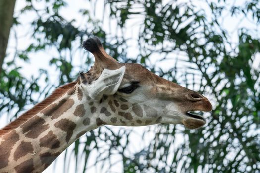 Front on view of a giraffe against green foliage and blue sky background