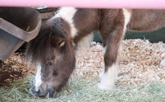 Cute little brown pony on a green slope with his head bowed. Pony eats juicy, fresh grass. In the background is a pine forest. pony grass.