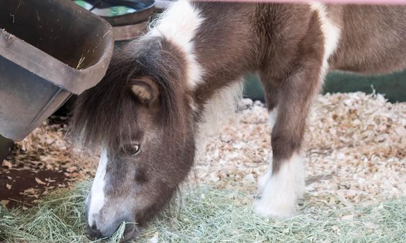 Cute little brown pony on a green slope with his head bowed. Pony eats juicy, fresh grass. In the background is a pine forest. pony grass.